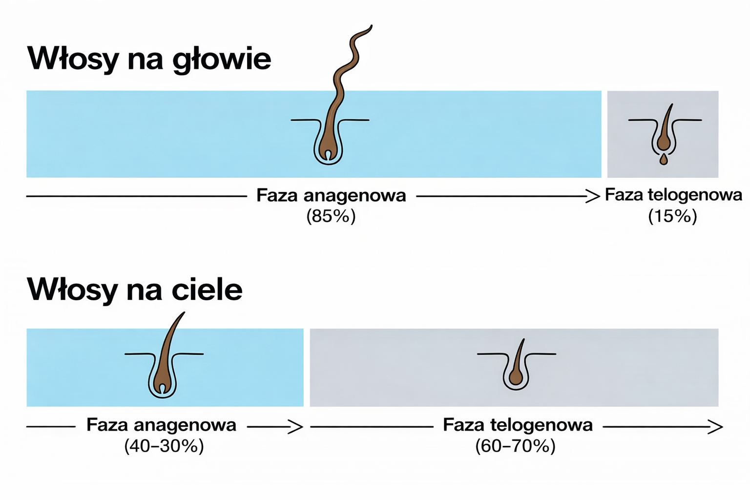Schemat cyklu wzrostu włosów – porównanie fazy anagenu i telogenu między włosami na głowie (85% anagen) a włosami z ciała (60–70% telogen)
