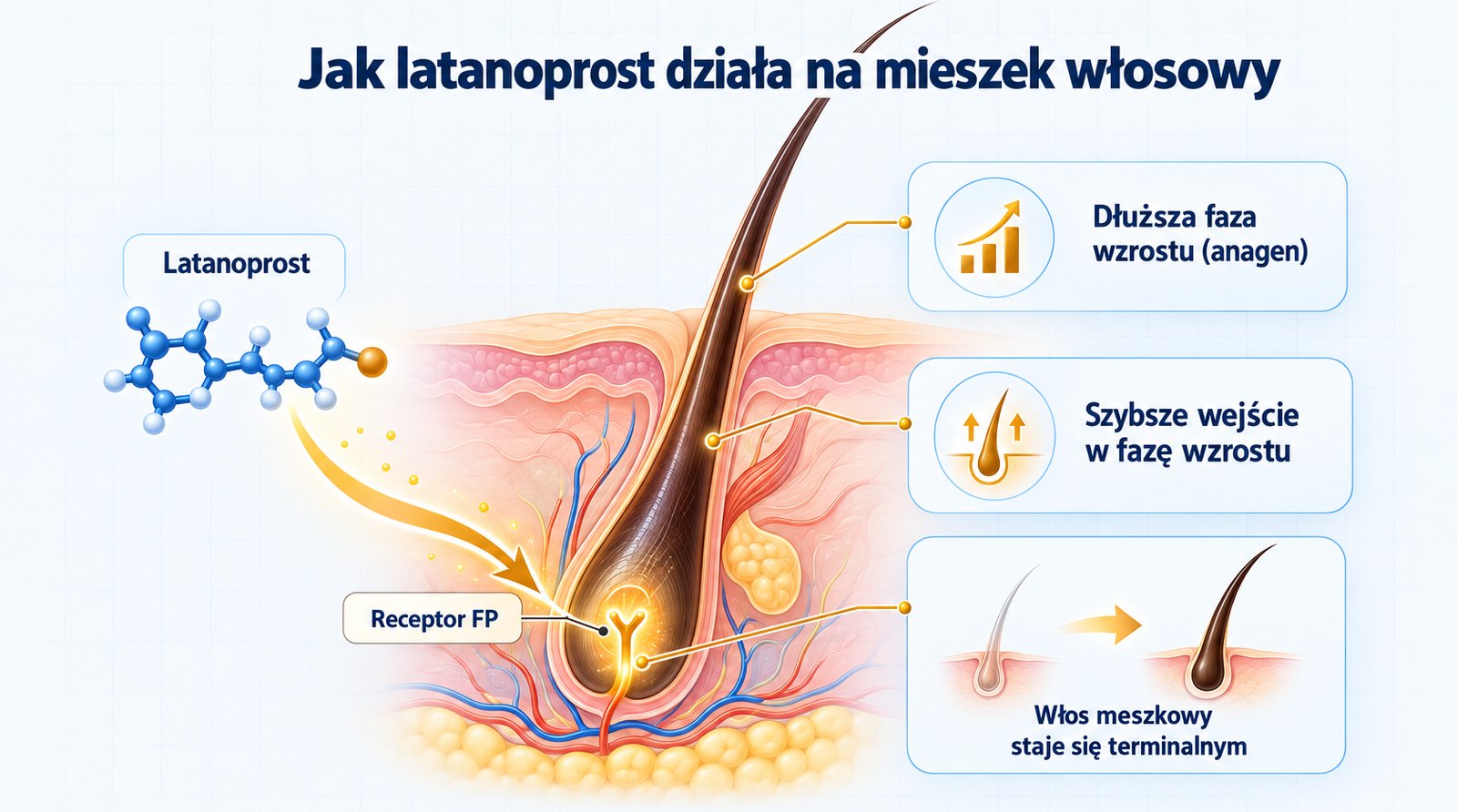 Jak latanoprost działa na mieszek włosowy: receptor FP, dłuższa faza wzrostu i przemiana włosa meszkowego w terminalny